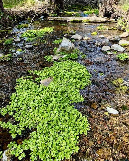 Alder Springs